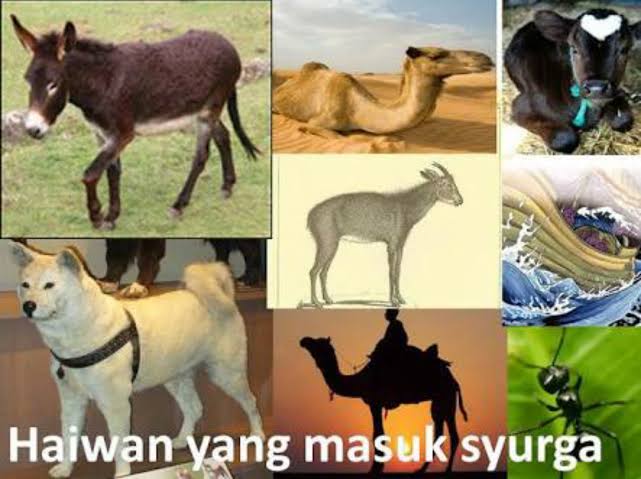 10 Hewan Yang Dijamin Masuk Surga Oleh Allah SWT Lintas Nasional