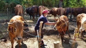 Hukum Menjual Kulit maupun Kepala Hewan Qurban